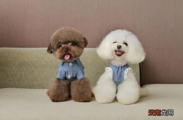 狗狗智商排名 狗的智商排名