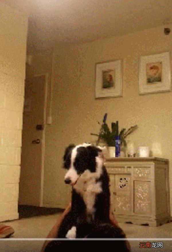 狗狗智商排名 狗的智商排名