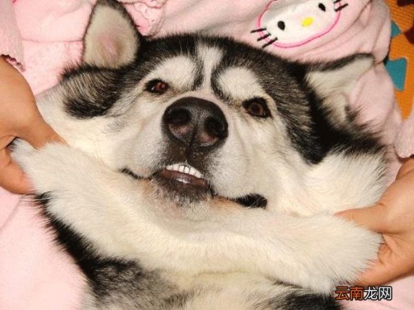 狗狗智商排名 狗的智商排名