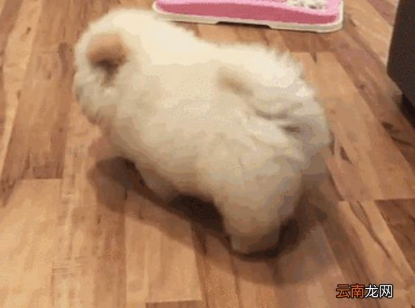 狗狗智商排名 狗的智商排名