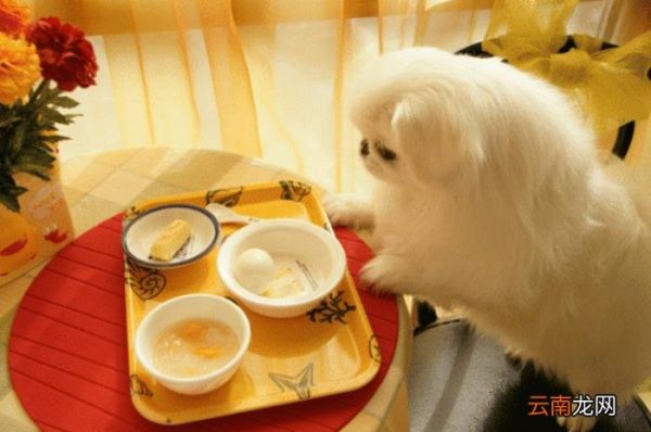 狗狗智商排名 狗的智商排名