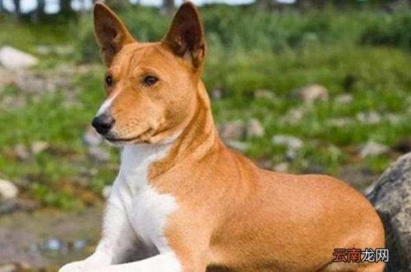 狗狗智商排名 狗的智商排名