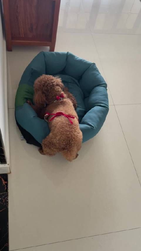 宅家主人陪伴宠物狗体重增3斤被称小肥狗