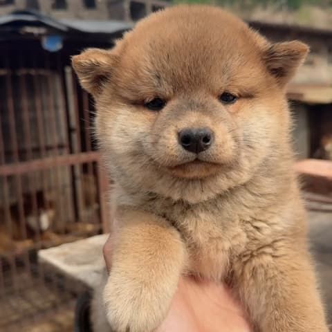 柴犬公，玩的有点脏。喜欢可以视频看看狗。下单后可以精洗以后再送出。