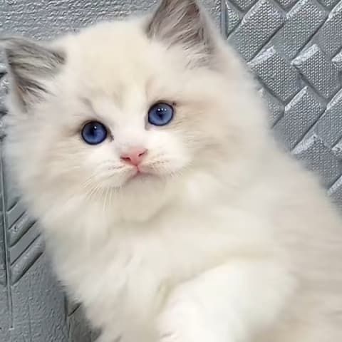 56号新脸版完美双色布偶妹妹无病癣一针苗