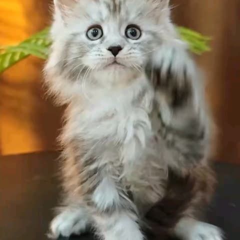 银虎斑缅因妹妹，猫舍直发平台担保健康无病无癣，一针疫苗两次驱虫