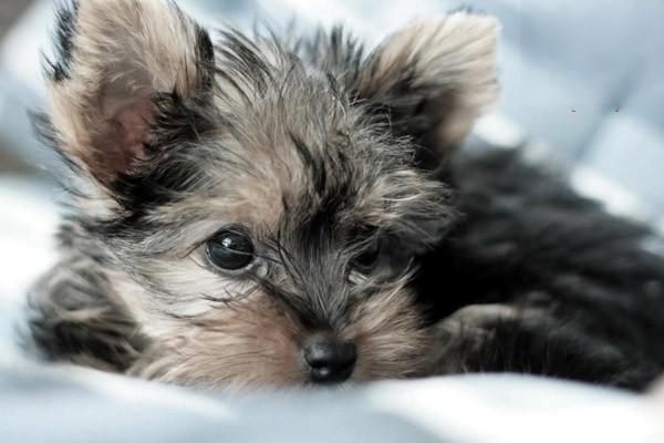 宠物狗种类大全