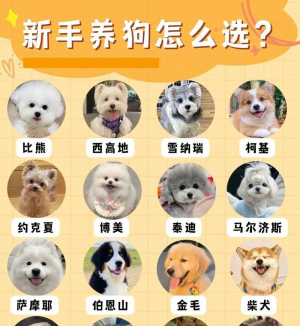 探索所有大型宠物狗种类（宠物世界里的巨无霸们）