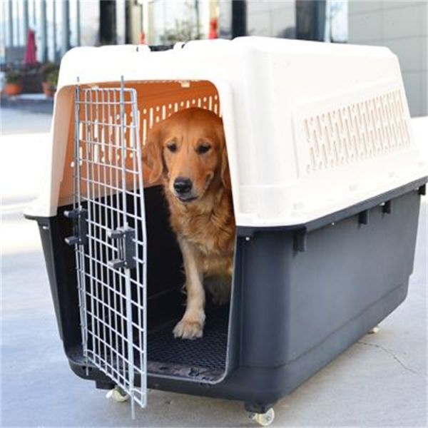 河南安阳安阳靠谱的宠物托运宠物狗托运直达各个城市