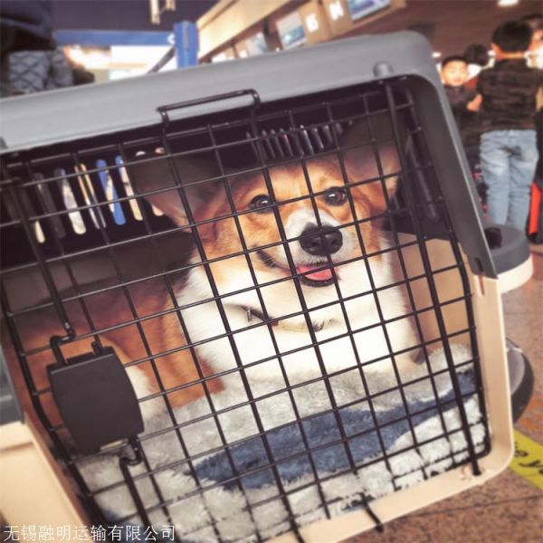 河南安阳安阳靠谱的宠物托运宠物狗托运直达各个城市