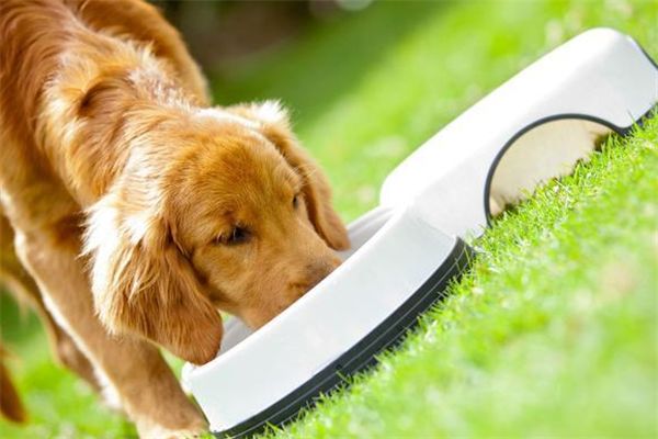 芭菲宠家宠物用品吃饭