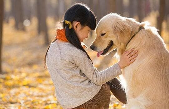 上海快递宠物托运价格表_上海国际宠物托运公司_快递宠物上海国际托运