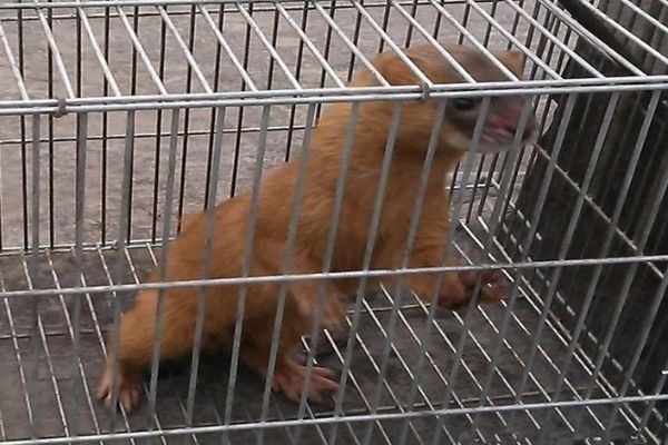 黄鼠狼能不能养，黄鼠狼能养