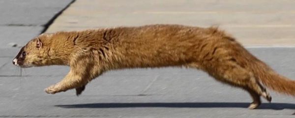 黄鼠狼能不能养，黄鼠狼能养