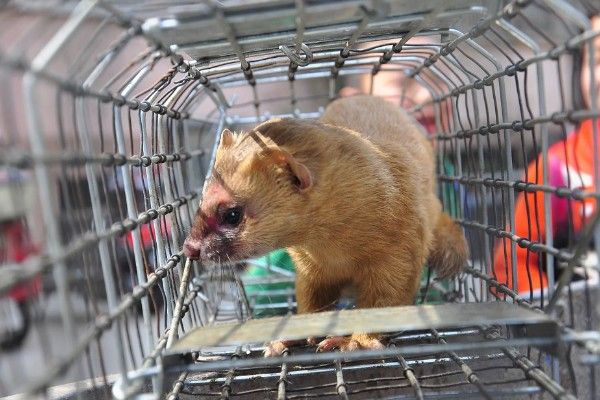 黄鼠狼能不能养，黄鼠狼能养