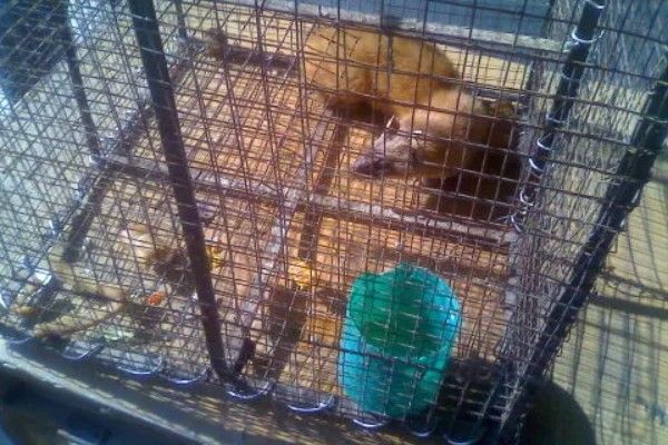 黄鼠狼能不能养，黄鼠狼能养