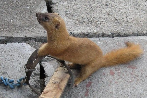 黄鼠狼能不能养，黄鼠狼能养