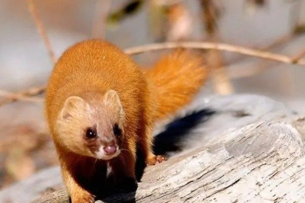 黄鼠狼能不能养，黄鼠狼能养