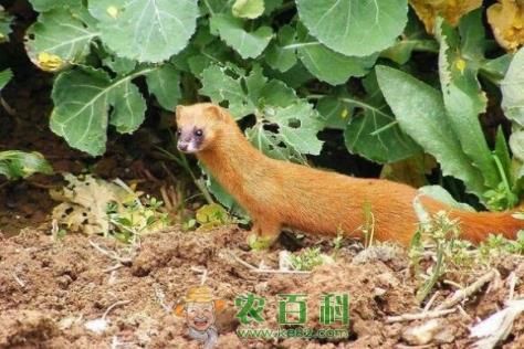 非野生黄鼠狼皮多少钱一张？养殖前景怎么样？可以当宠物养吗？