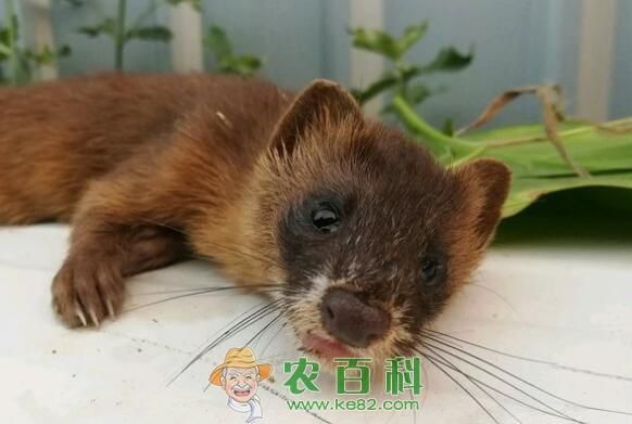 非野生黄鼠狼皮多少钱一张？养殖前景怎么样？可以当宠物养吗？