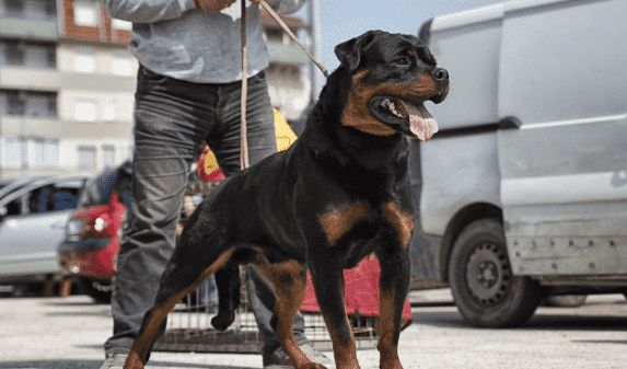 最贵的狗排名价格表