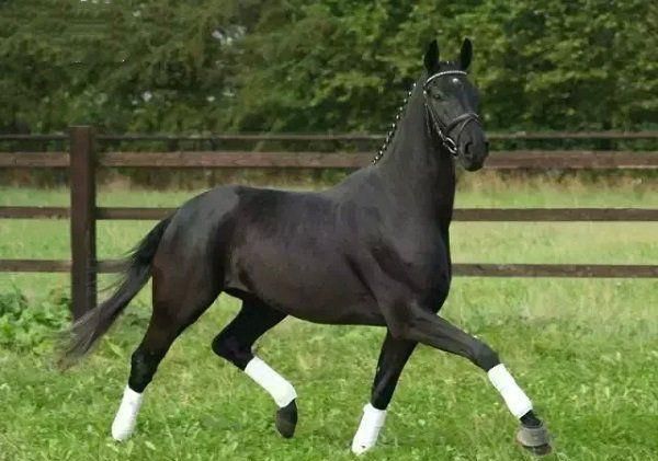 世界上10大最贵的宠物, 第一售价4亿元, 第三一只鸡售价高达597万