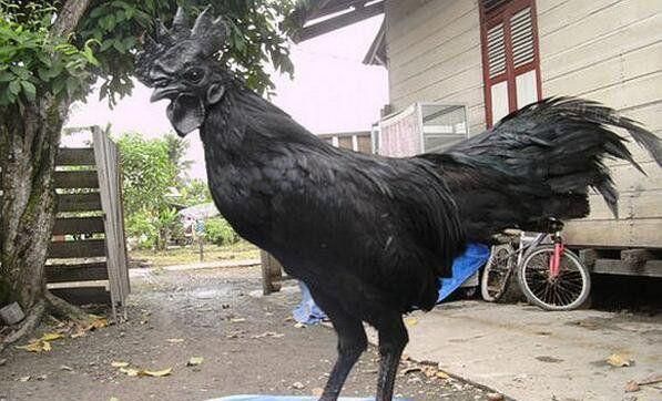 世界上10大最贵的宠物, 第一售价4亿元, 第三一只鸡售价高达597万