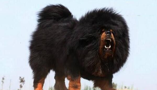 世界上10大最贵的宠物, 第一售价4亿元, 第三一只鸡售价高达597万