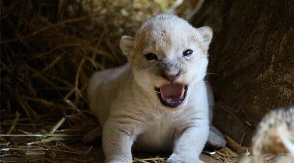 世界上10大最贵的宠物, 第一售价4亿元, 第三一只鸡售价高达597万