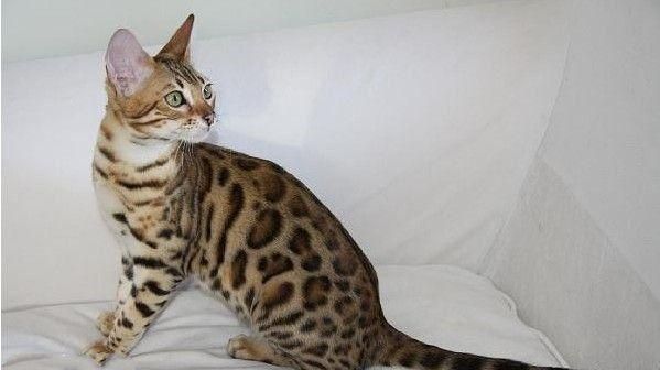 世界上10大最贵的宠物, 第一售价4亿元, 第三一只鸡售价高达597万