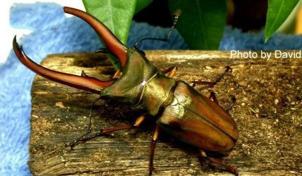 世界上10大最贵的宠物, 第一售价4亿元, 第三一只鸡售价高达597万