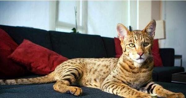 世界上10大最贵的宠物, 第一售价4亿元, 第三一只鸡售价高达597万