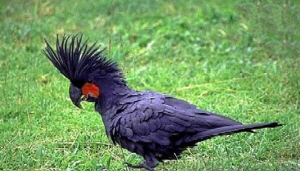 世界上10大最贵的宠物, 第一售价4亿元, 第三一只鸡售价高达597万