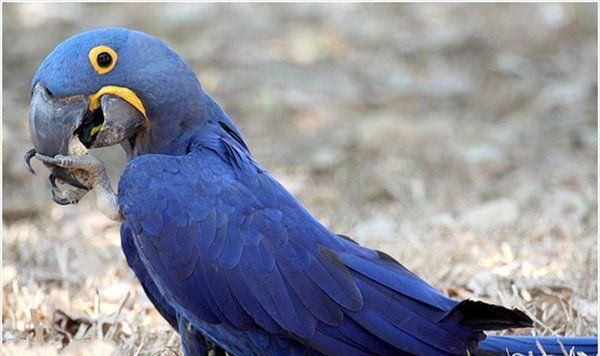 世界上10大最贵的宠物, 第一售价4亿元, 第三一只鸡售价高达597万