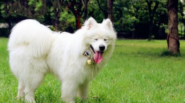 世界上10大最贵的宠物, 第一售价4亿元, 第三一只鸡售价高达597万