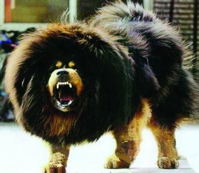 一獒灭群狼、一獒战三虎，世界上最贵的藏獒到底值多少钱