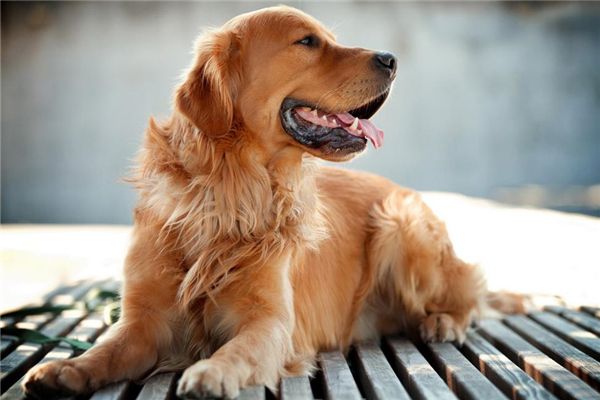 宠物工作室加盟