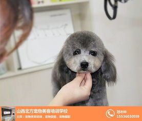 太原宠物告别，专业服务热线