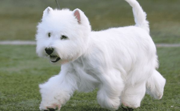 西高地犬一般多少钱一只