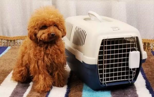 服务全面，全心全意 石家庄宠物托运保姆 全程专人护理宠物