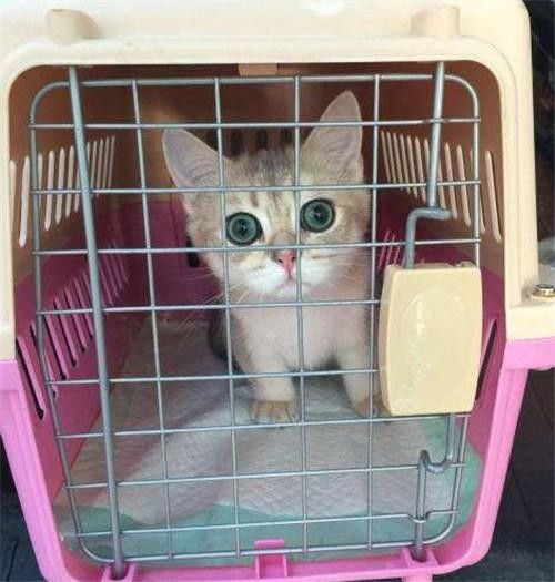 服务全面，全心全意 石家庄宠物托运保姆 全程专人护理宠物