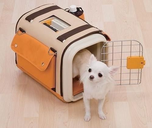 服务全面，全心全意 石家庄宠物托运保姆 全程专人护理宠物