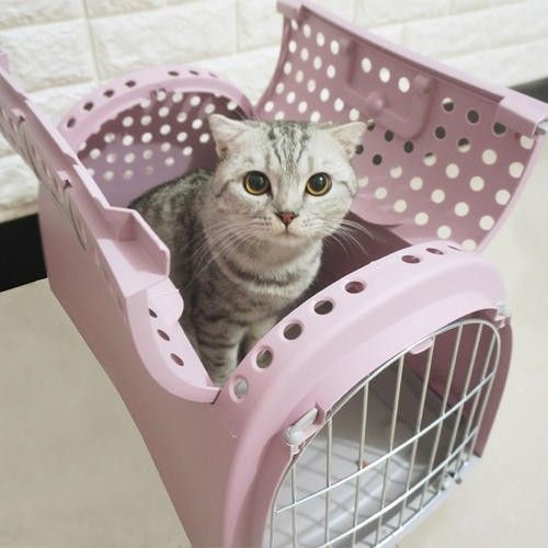 服务全面，全心全意 石家庄宠物托运保姆 全程专人护理宠物