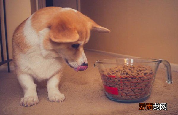 小狗狗粮怎么吃