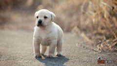 拉布拉多掉毛解决方法