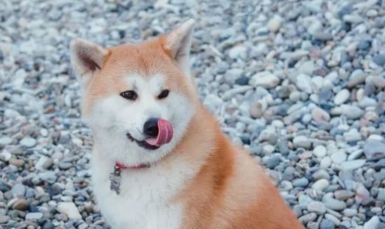 秋田犬大概多少钱一只