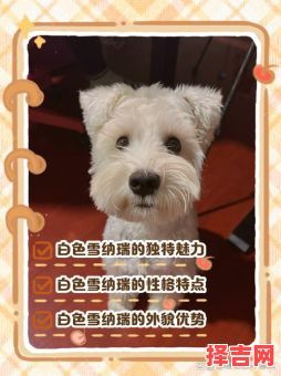 白色狗狗招财名字大全，旺财吉祥好听的宠物狗名推荐-第1张图片