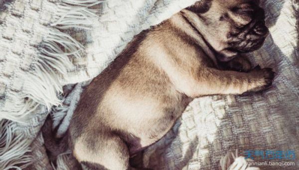 八哥犬名字大全集 吉祥好听的八哥犬名字