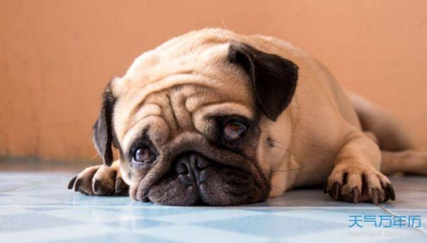 八哥犬名字大全集 吉祥好听的八哥犬名字