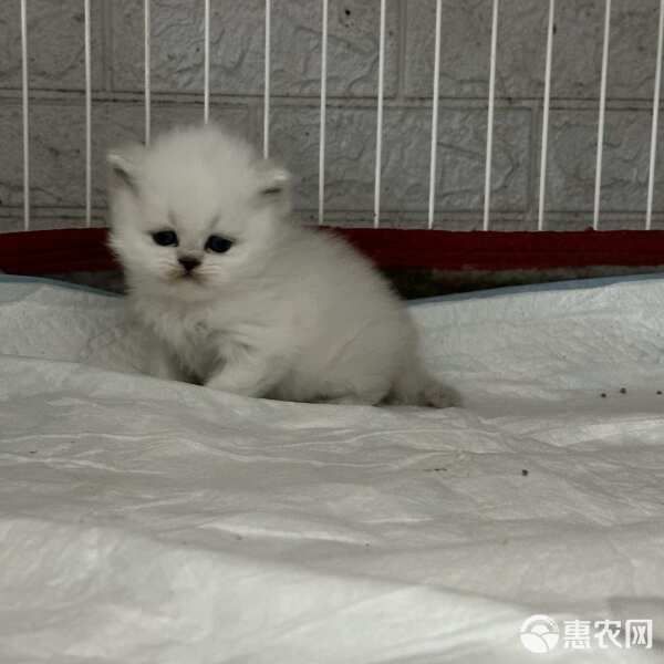 超萌猫咪宝贝上线